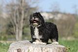 LHASSA APSO 015